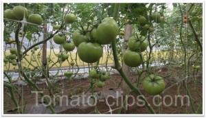 tomato-clips