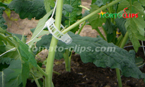 clips de anillo en tomate