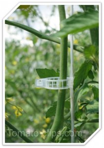 tomato-clips