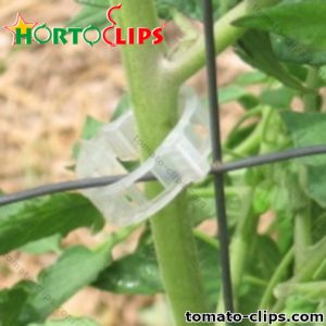 Tomato clip attached to wire