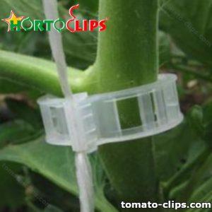Tomato plant receiving support from a tomato clip