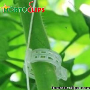 Agricultural raffia attached to a tomato clip