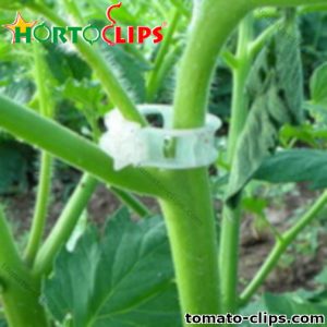 Use of tomato clip Hortoclips