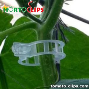 Tomato clips holding tomato plant