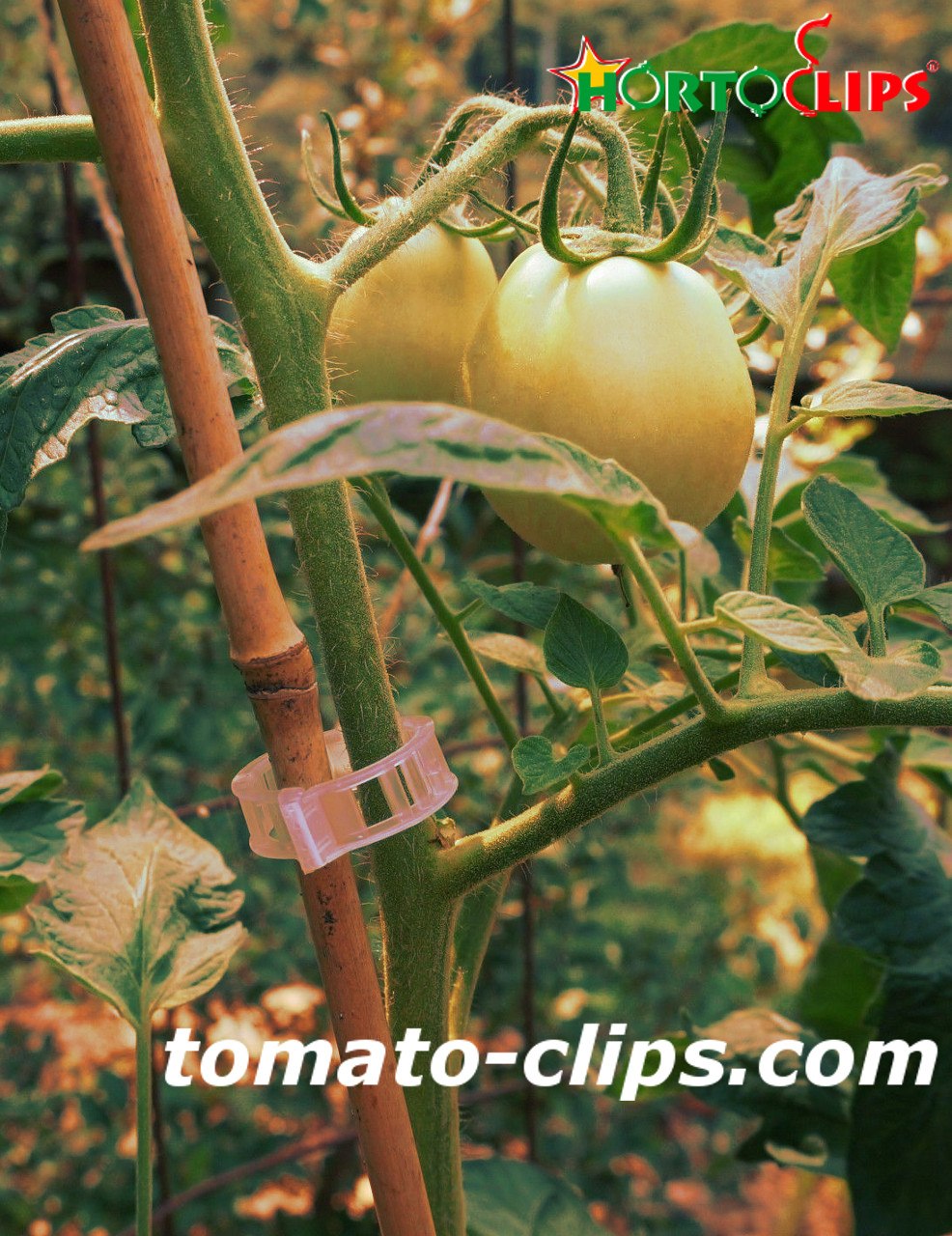 tomato crops using the clips for get a good growth.