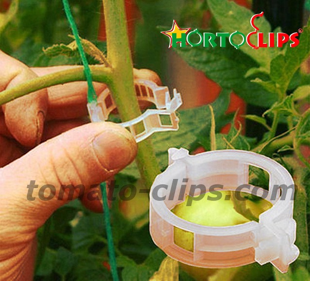 installation of Hortoclips for the tomato plant.