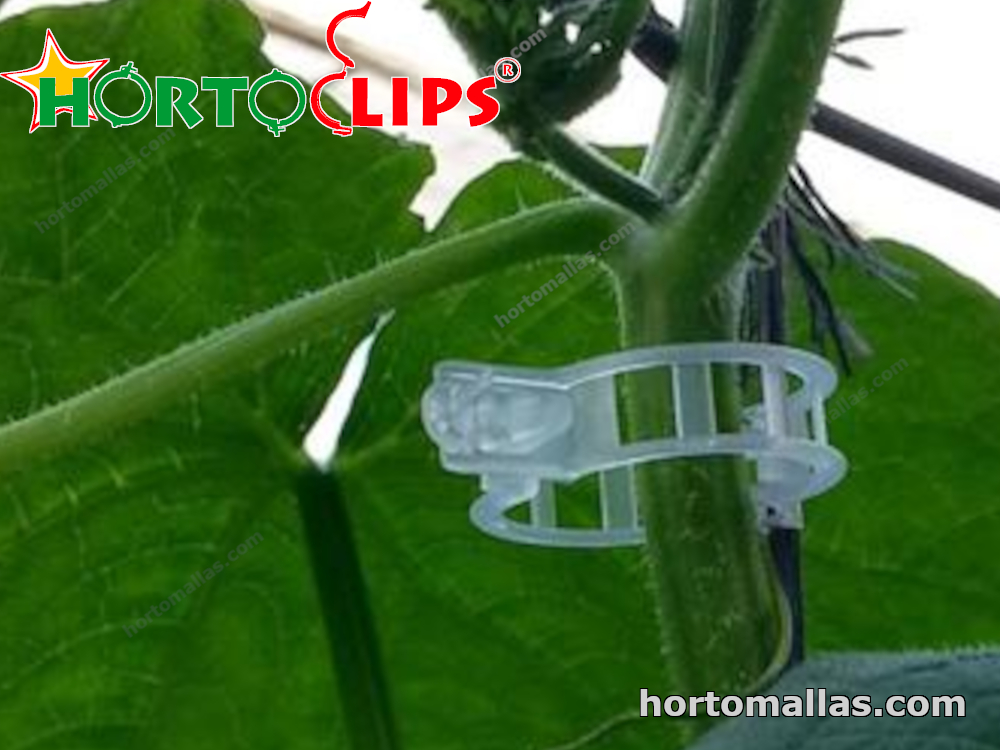 Tomato clips holding tomato plant