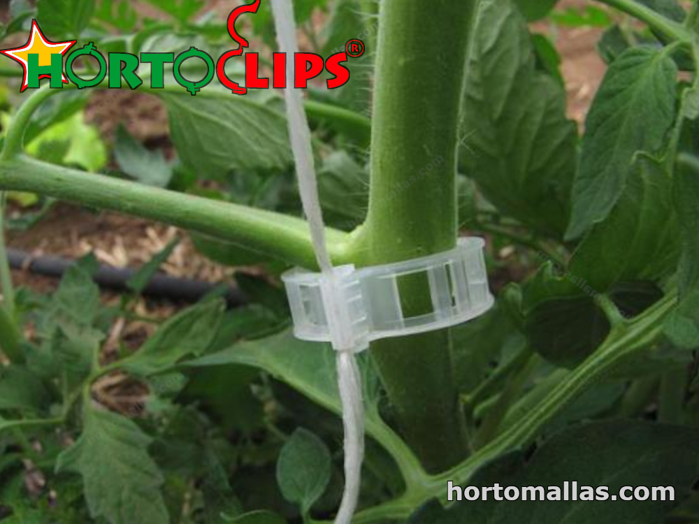 Tomato plant receiving support from a tomato clip