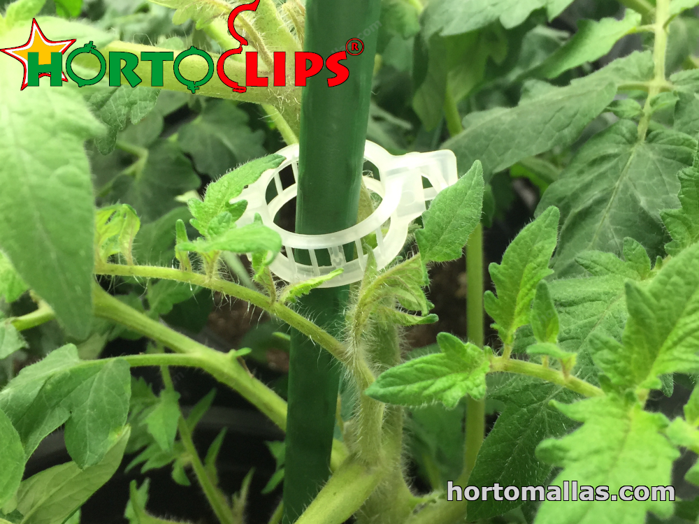 Agricultural raffia attached to a tomato clip
