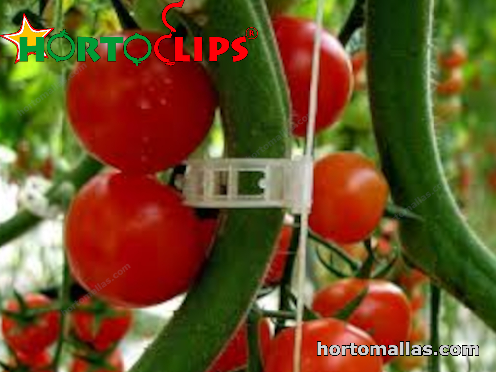clips en planta de tomate