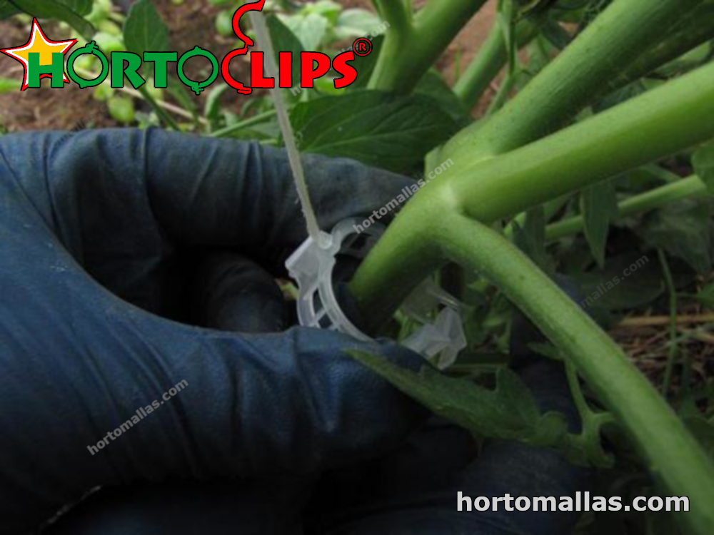 Use of tomato clip Hortoclips